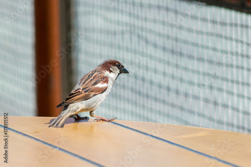 Russian Sparrow on the McDonald's street table photo