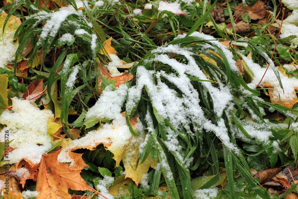 Fototapeta premium Set Snow on Grass, leaves and tree.