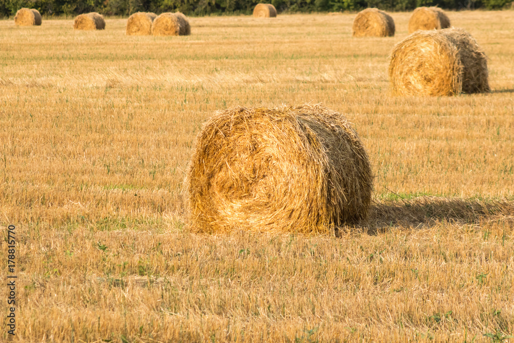 Golden haystack of wheat on a sloping field
