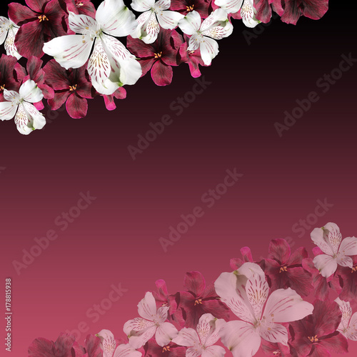 Beautiful floral background of pelargonium and alstroemeria  