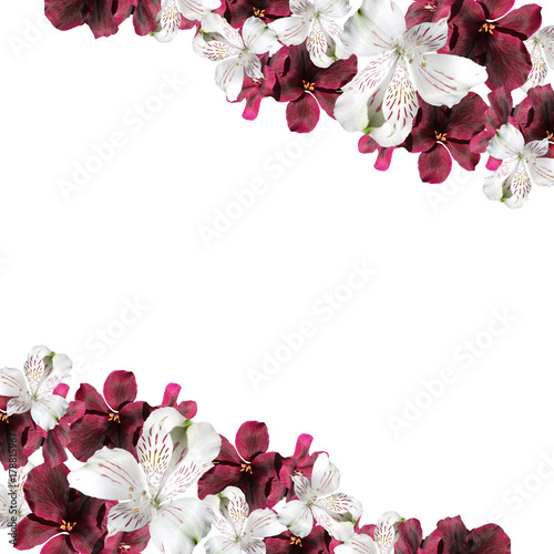 Beautiful floral background of pelargonium and alstroemeria  
