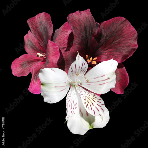 Fototapeta Naklejka Na Ścianę i Meble -  Pelargonium flowers burgundy and white alstroemeria isolated on black background 