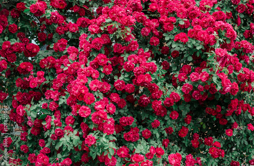 Wild pink roses background. Beautiful decoration on green wall fence.