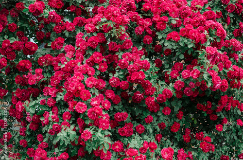 Wild pink roses background. Beautiful decoration on green wall fence. photo