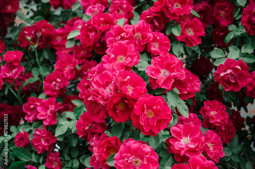 Fototapeta Naklejka Na Ścianę i Meble -  A wall of red roses background