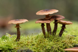 Group of brown mushrooms