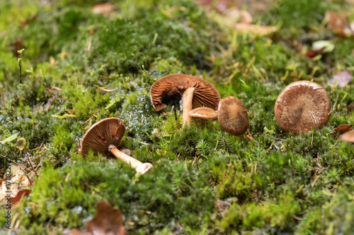 Fallen mushrooms
