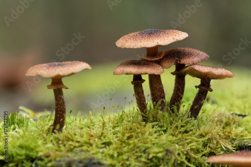 Group of brown mushrooms © BO