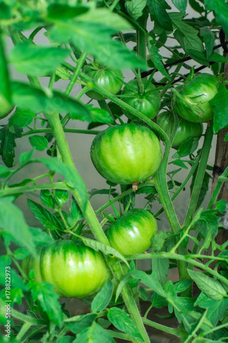 Женщина собирает урожай томатов. Очень крупные помидоры. Очень вкусные витамины. The woman reaps a crop of tomatoes. Very large tomatoes. Very tasty vitamins
