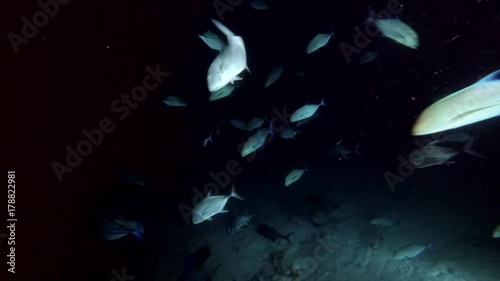 school of Giant trevally - Caranx ignobilis and Bluefin trevally - Caranx melampygus swim in the night, Indian Ocean, Maldives
 photo