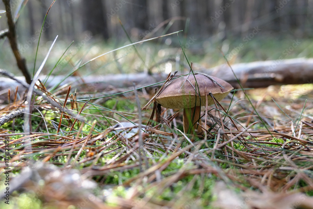 bay bolete growing in forest at autumn time. bay bolete growing in forest at autumn time.