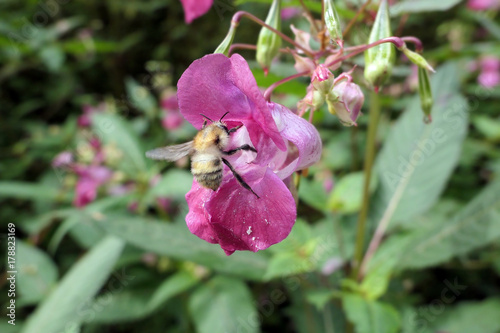 bumble bee on Ornamental jewelweed flower (Impatiens glandulifera) photo