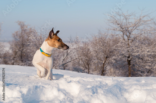 Winter hunting in a snowy forest, a fox terrier dog looking for a trail