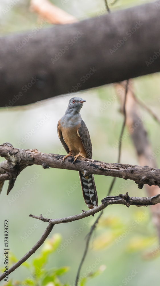 Bird (Plaintive Cuckoo) in a nature wild Bird (Plaintive Cuckoo) in a nature wild
