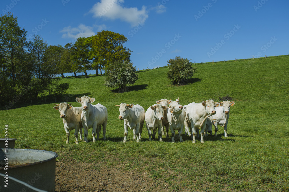 Cows grazing on grassy green field on a bright sunny day. Normandy, France. Cattle breeding and industrial agriculture concept. Summer countriside landscape and pastureland for domesticated livestock Cows grazing on grassy green field on a bright sunny day. Normandy, France. Cattle breeding and industrial agriculture concept. Summer countriside landscape and pastureland for domesticated livestock