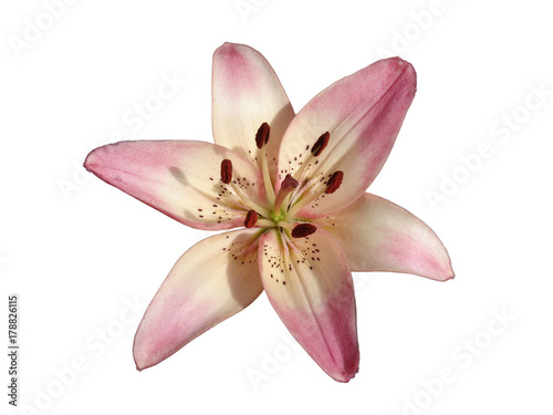 Asiatic hybrid liliy 'Rosella's Dream' pink-white flower isolated on white