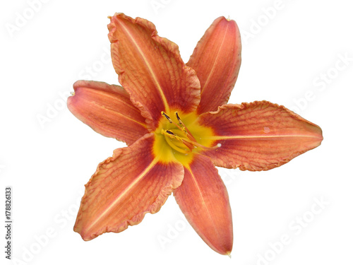 Orange lilium flower (day lily) isolated on white