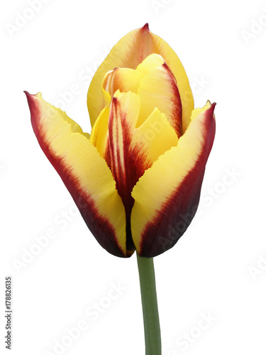 Tulip flower 'Keizerskroon' isolated on white photo