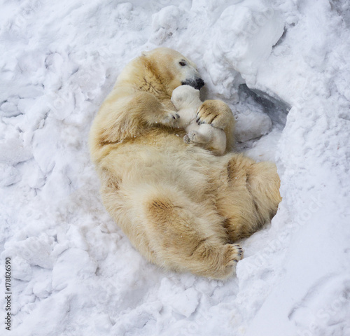Polar bear with cub  