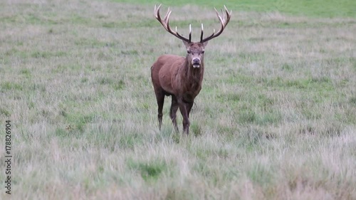 UK Parks - Red Deer, Cervus elaphus, in Richmond Park during the rut, London, Autumn