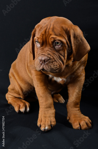 Beautiful dog 
puppy in the studio photo