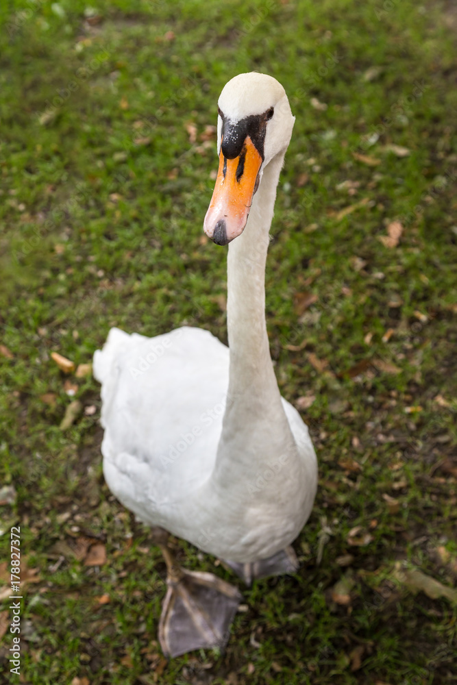 White swan White swan