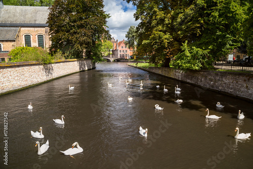 White swans in a river