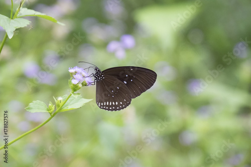 Close up view of black and brown wing with white dot butterfly staying on the flower.