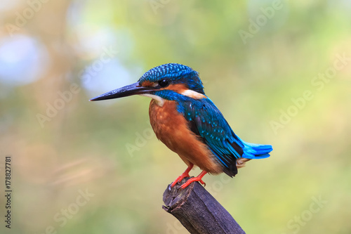 Common kingfisher bird
