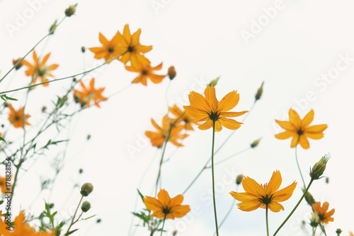 yellow cosmos flowers closeup