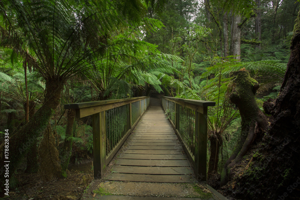 Paths Through Beautiful Forests in the Otways, Australia Paths Through Beautiful Forests in the Otways, Australia
