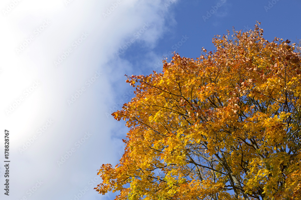 Bright blue autumn sky and orange maple tree background Bright blue autumn sky and orange maple tree background
