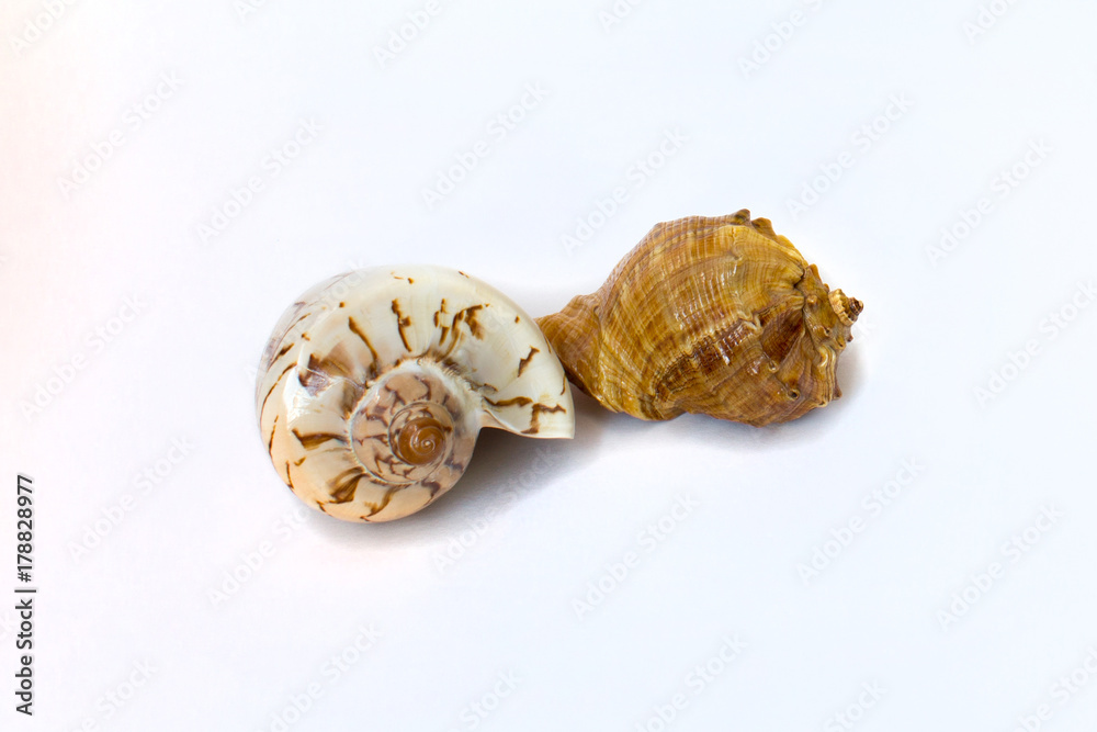 two seashells on a white background