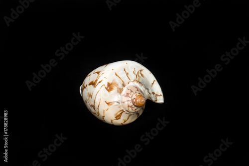 white shell on a black background