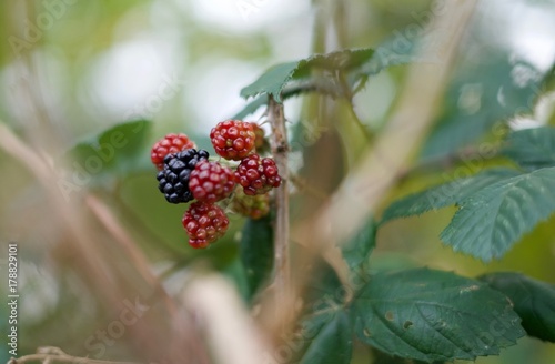 Brombeeren