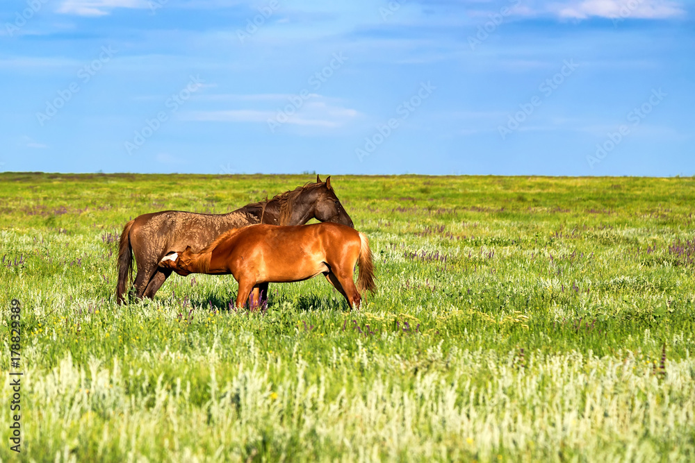 Pair of wild horses grazing on summer meadow Pair of wild horses grazing on summer meadow