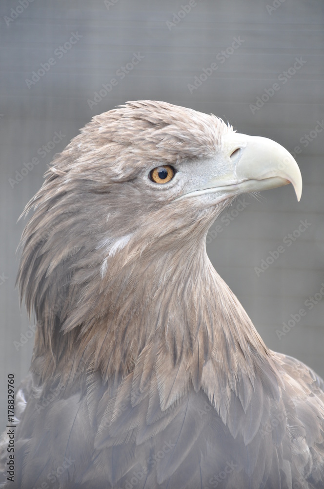 Eagle head Eagle head
