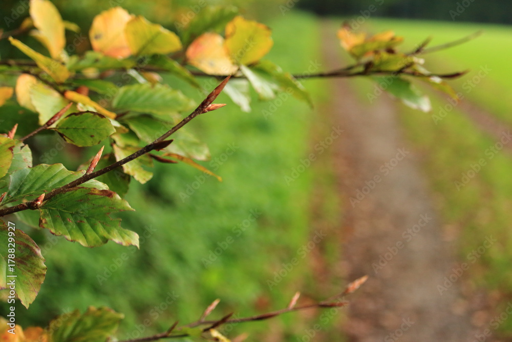 Herbststimmung Herbststimmung