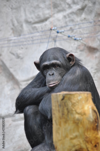 Chimpanzee at ZOO