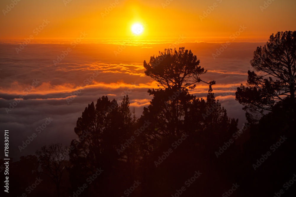 Sunset, Trees, and Fog in Bay Area, California