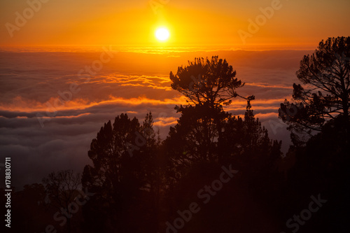 Sunset  Trees  and Fog in Bay Area  California