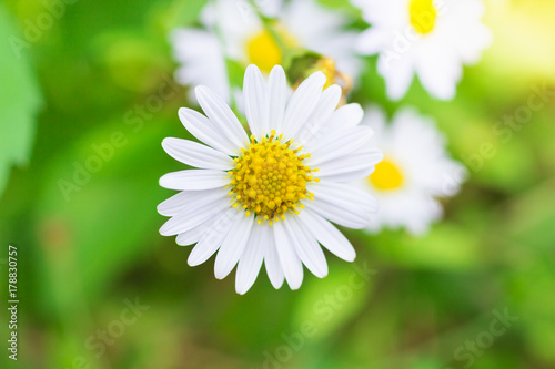 White flower using nature background