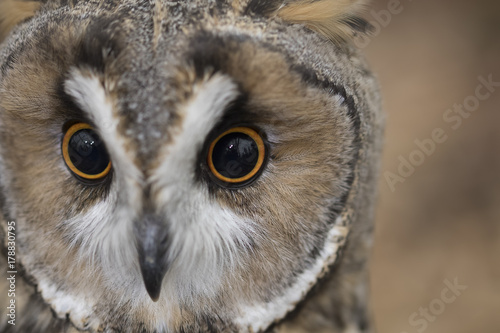 long eared owl close up portrait