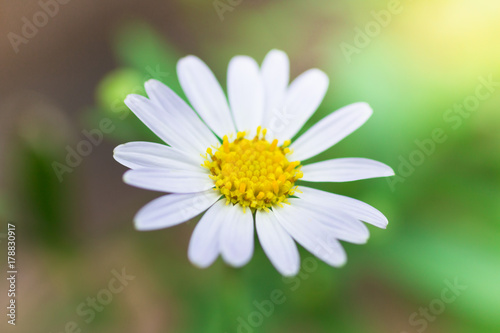 White flower using nature background