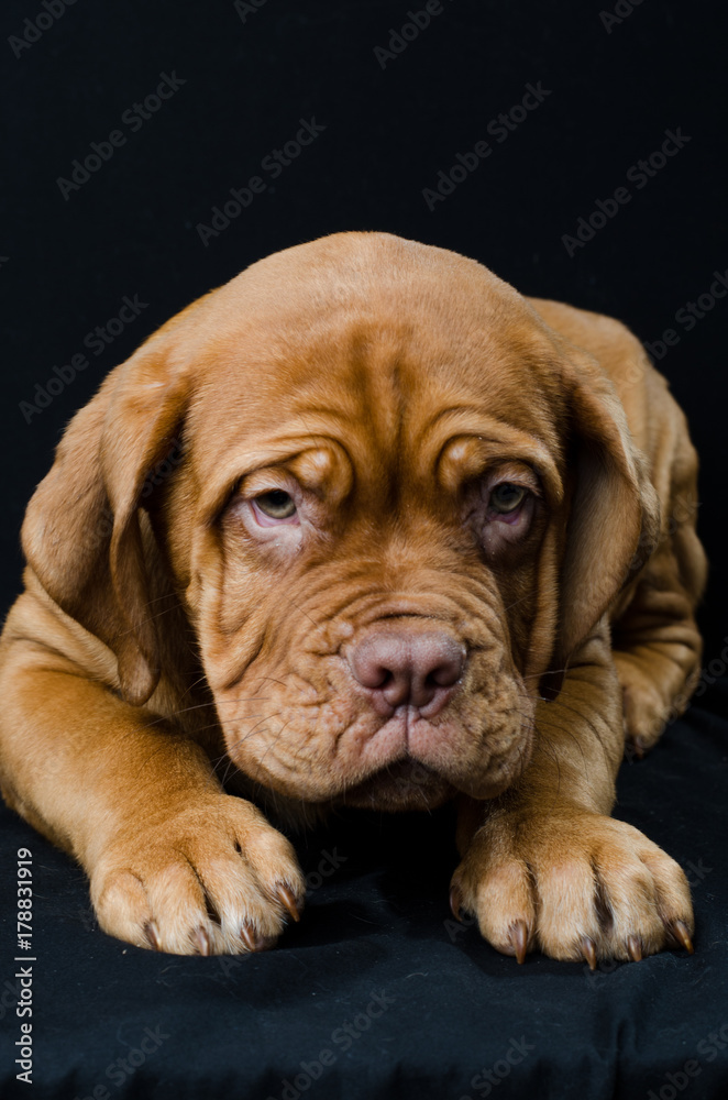 Beautiful dog 
puppy in the studio