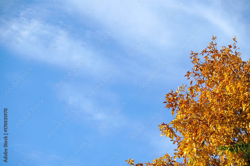 Colorful autumn tree under blue sky