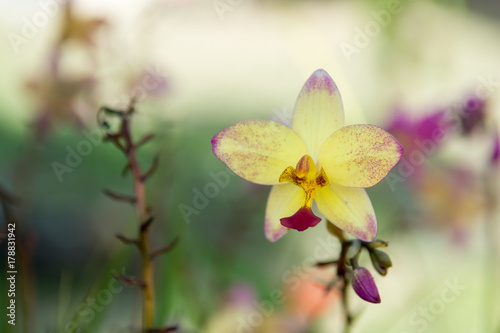 Fototapeta Naklejka Na Ścianę i Meble -  blur of yellow orchid flower, star flower