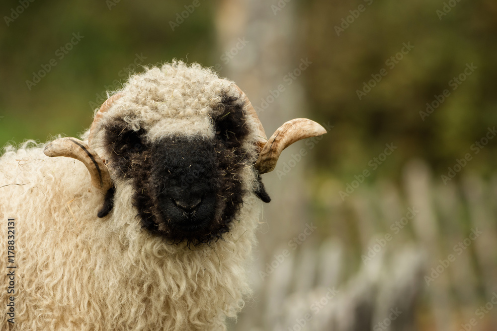 Fototapeta premium Valais black nose with soft bokeh