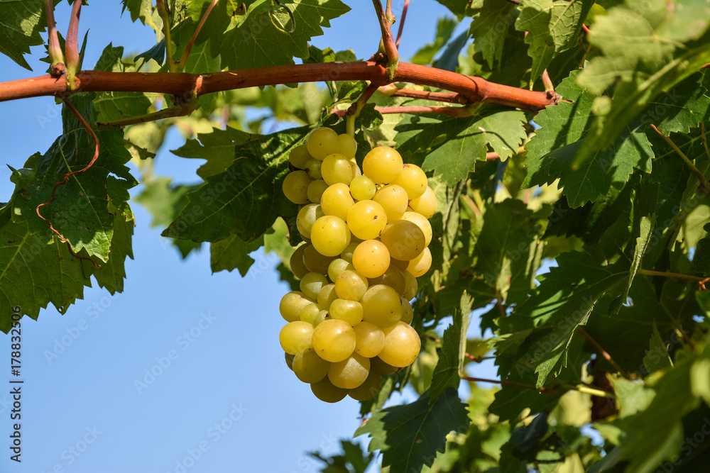 Large bunch of ripe yellow grapes on the vine