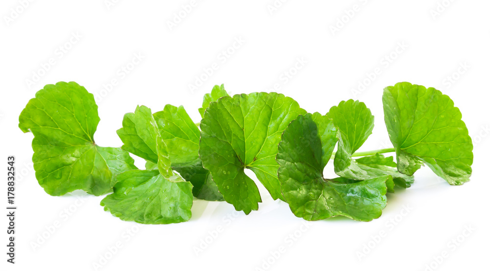 Closeup leaf of Gotu kola, Asiatic pennywort, Indian pennywort on white background with water drop, herb and medical concept, selective focus Closeup leaf of Gotu kola, Asiatic pennywort, Indian pennywort on white background with water drop, herb and medical concept, selective focus